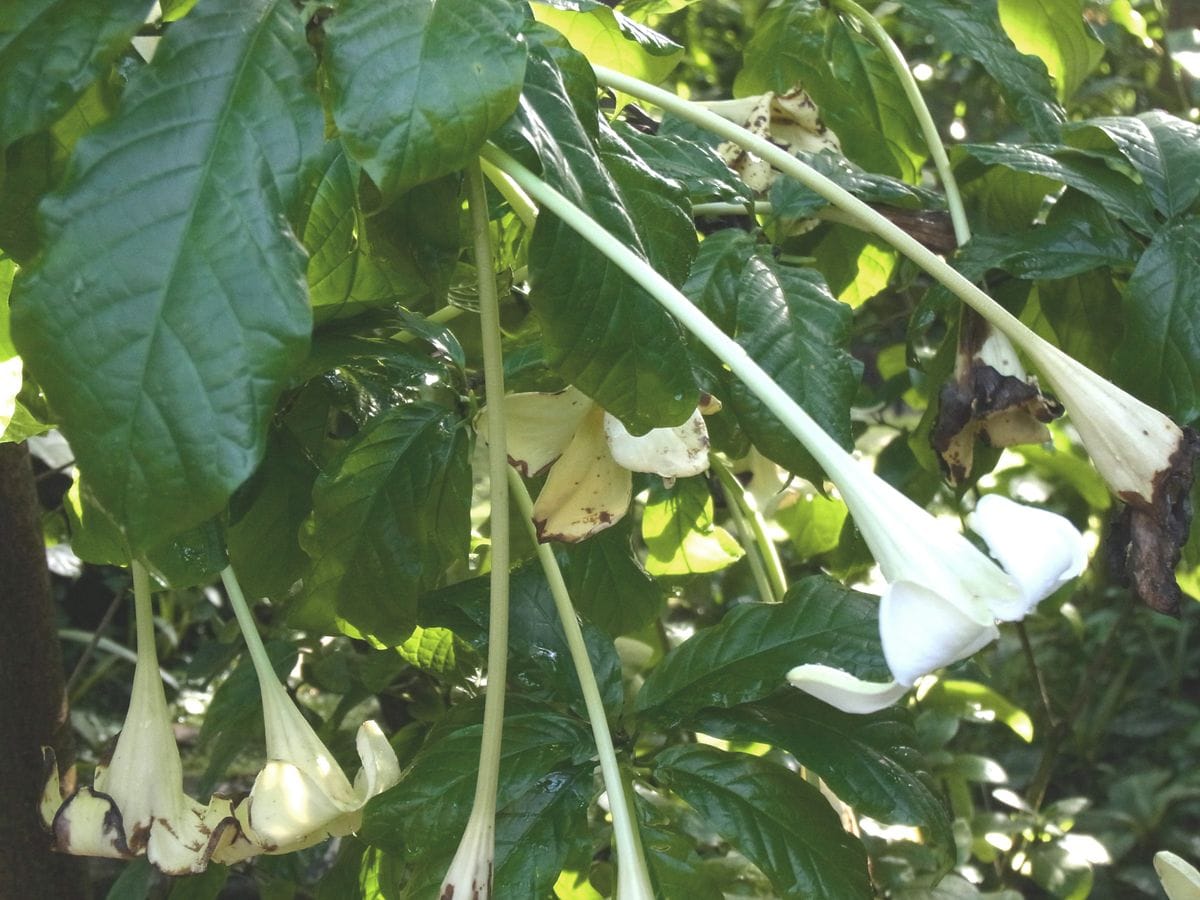 ユウクリニア・ロンギフロラ｜みんなの趣味の園芸｜京都府立植物園さんの園芸日記