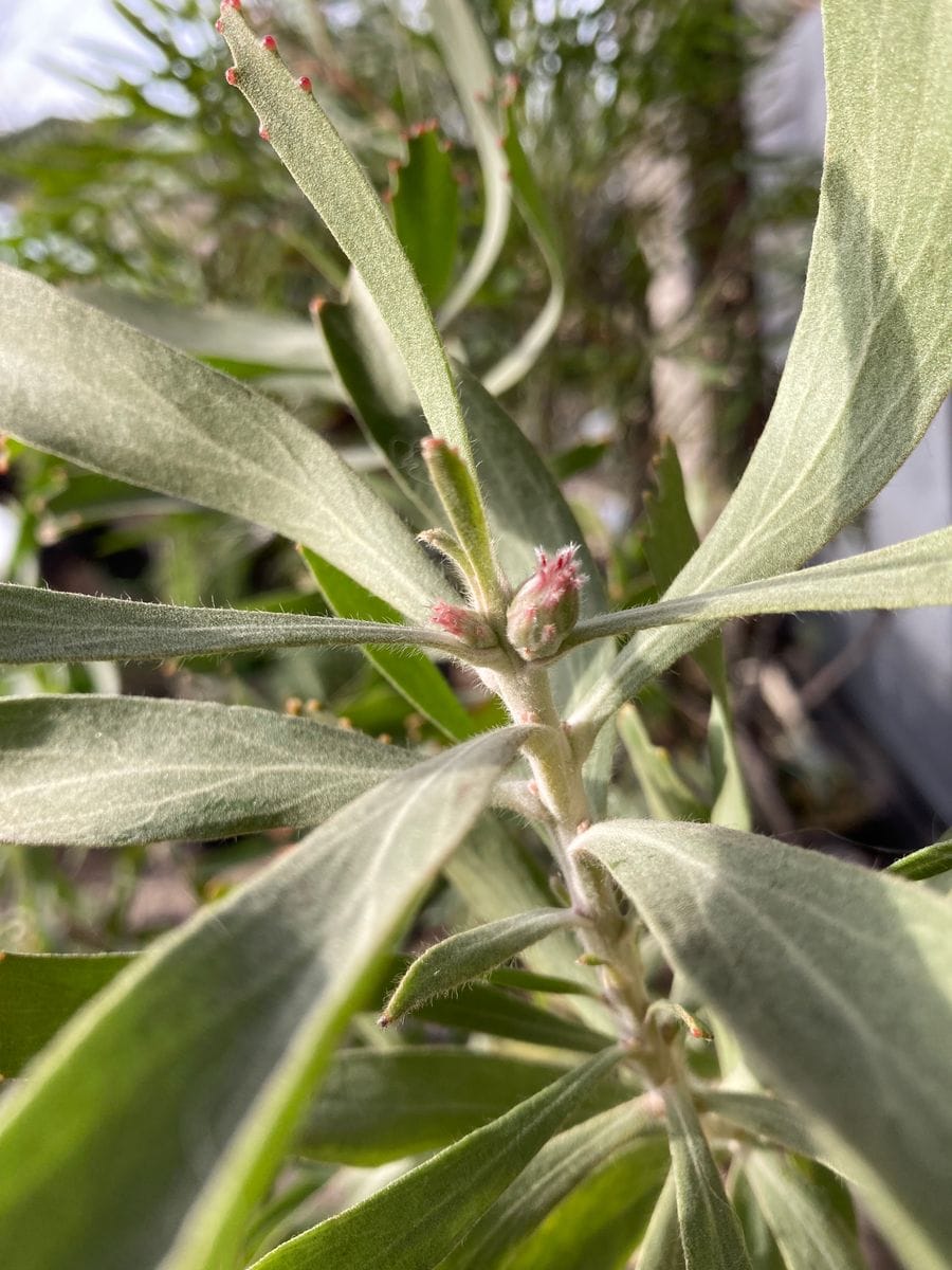 片付けと植え付け