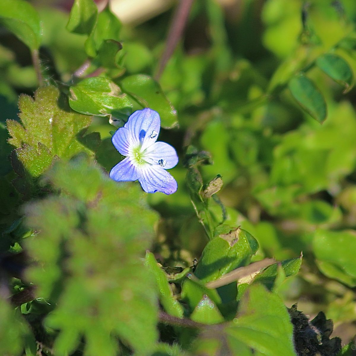 野辺の花