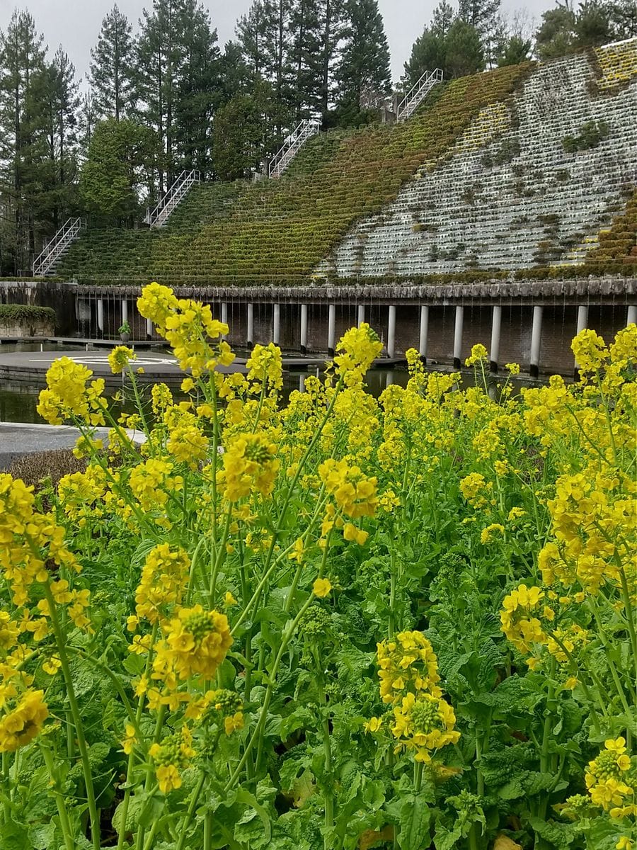 宇治市植物公園に行って来ました🌿