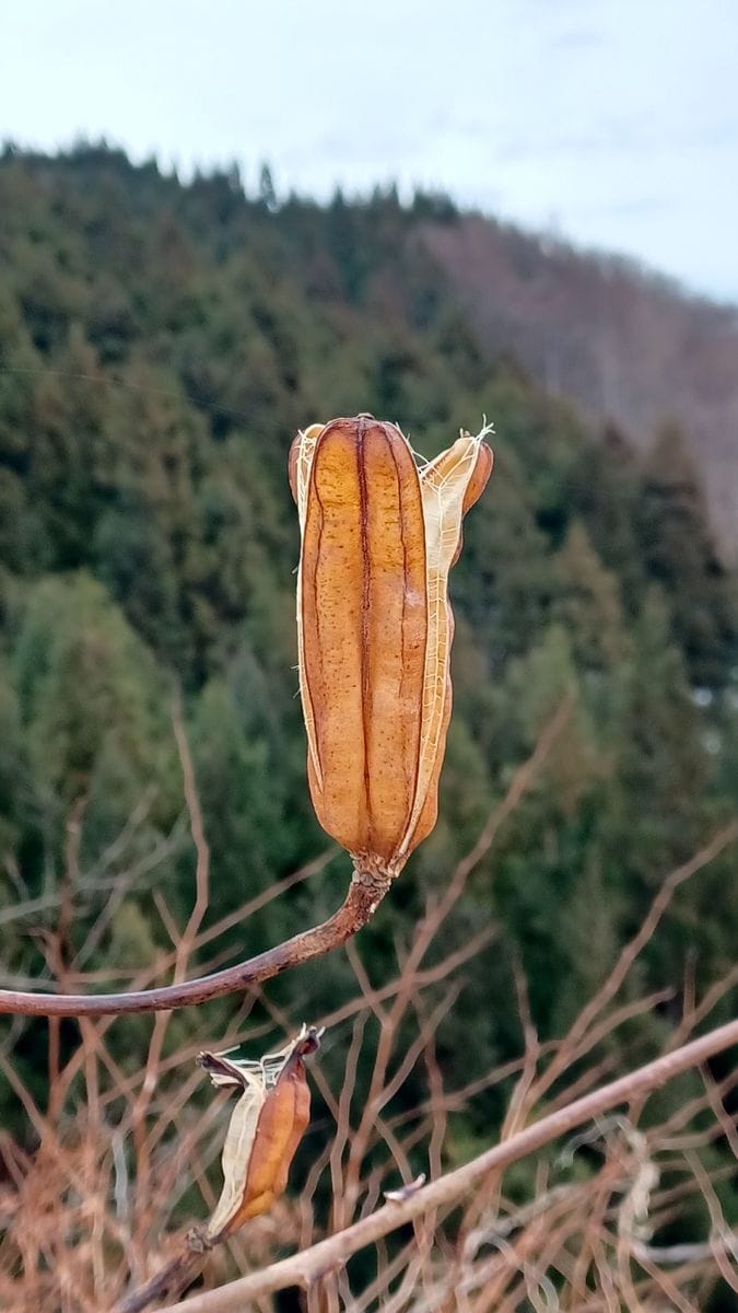 年を越してもなお