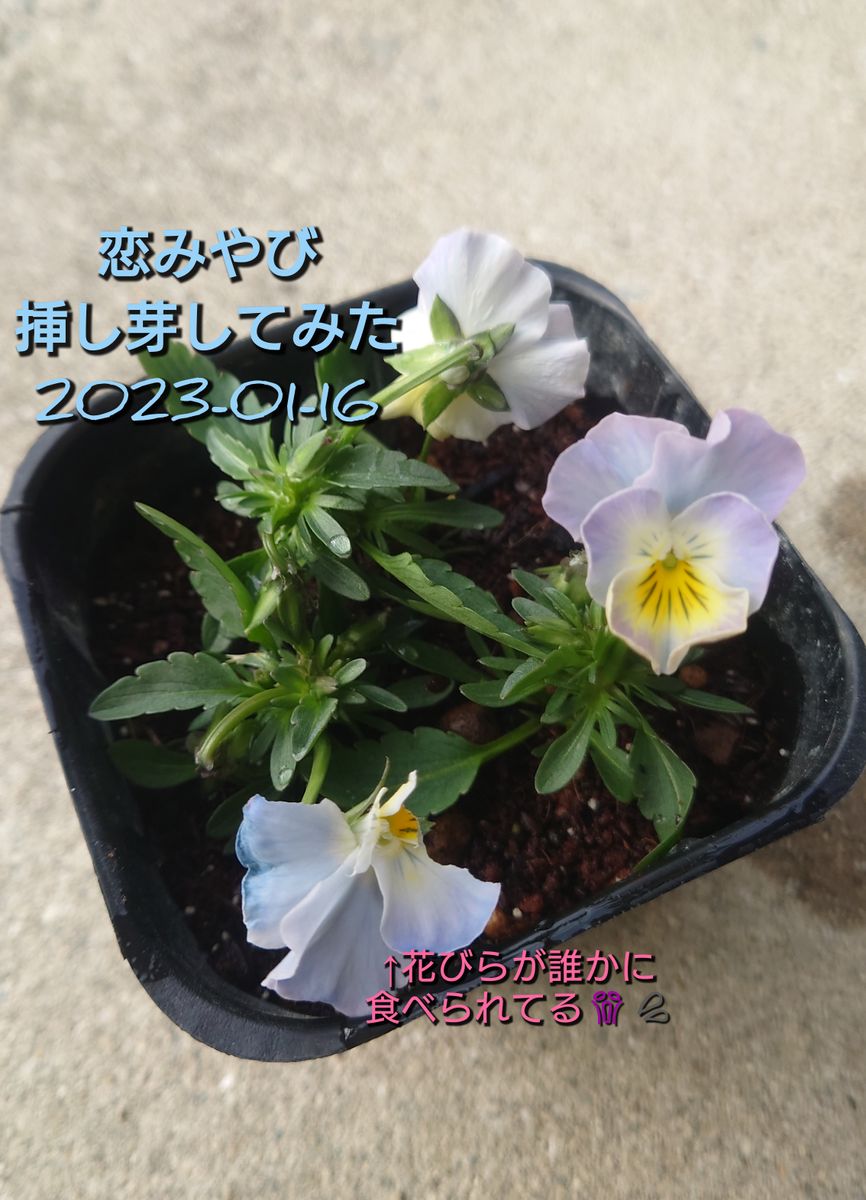 季節外れの挿し芽❗🌱