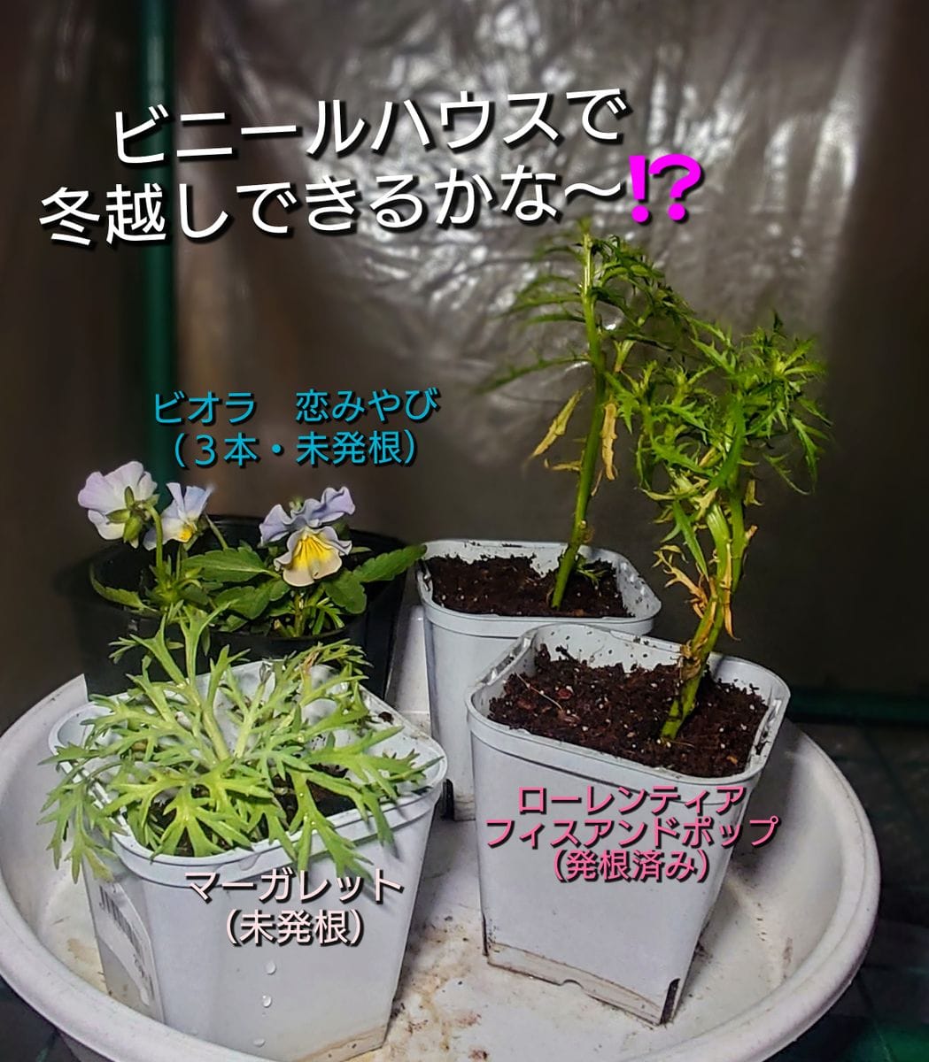 季節外れの挿し芽❗🌱