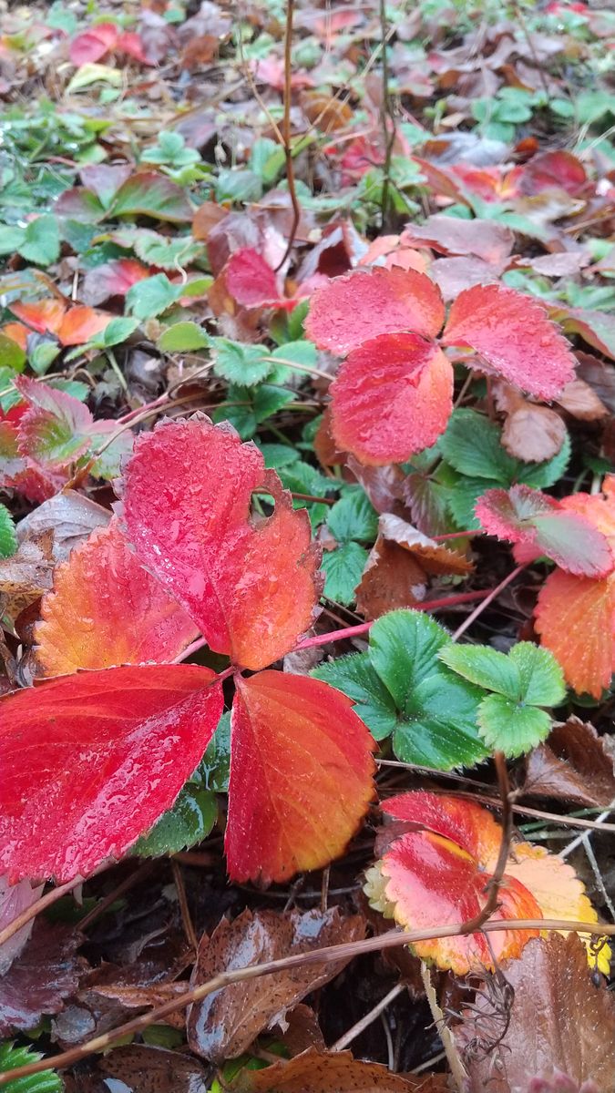 ズボラさんの日常…雨の週末～月曜日の畑から🤩🤩🤩&amp;究極の薪置き🤭🤭🤭