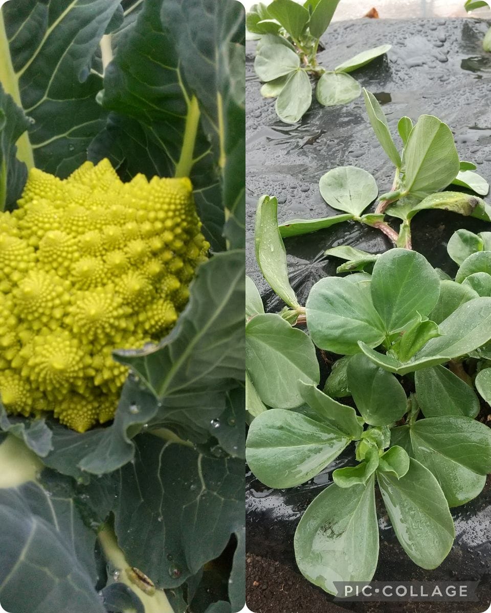 ズボラさんの日常…雨の週末～月曜日の畑から🤩🤩🤩&究極の薪置き🤭🤭🤭