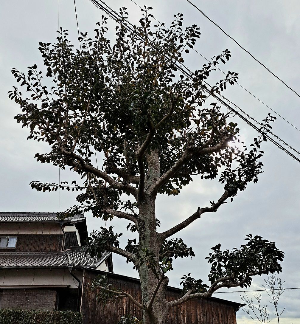 白うさぎ、トラに変身？