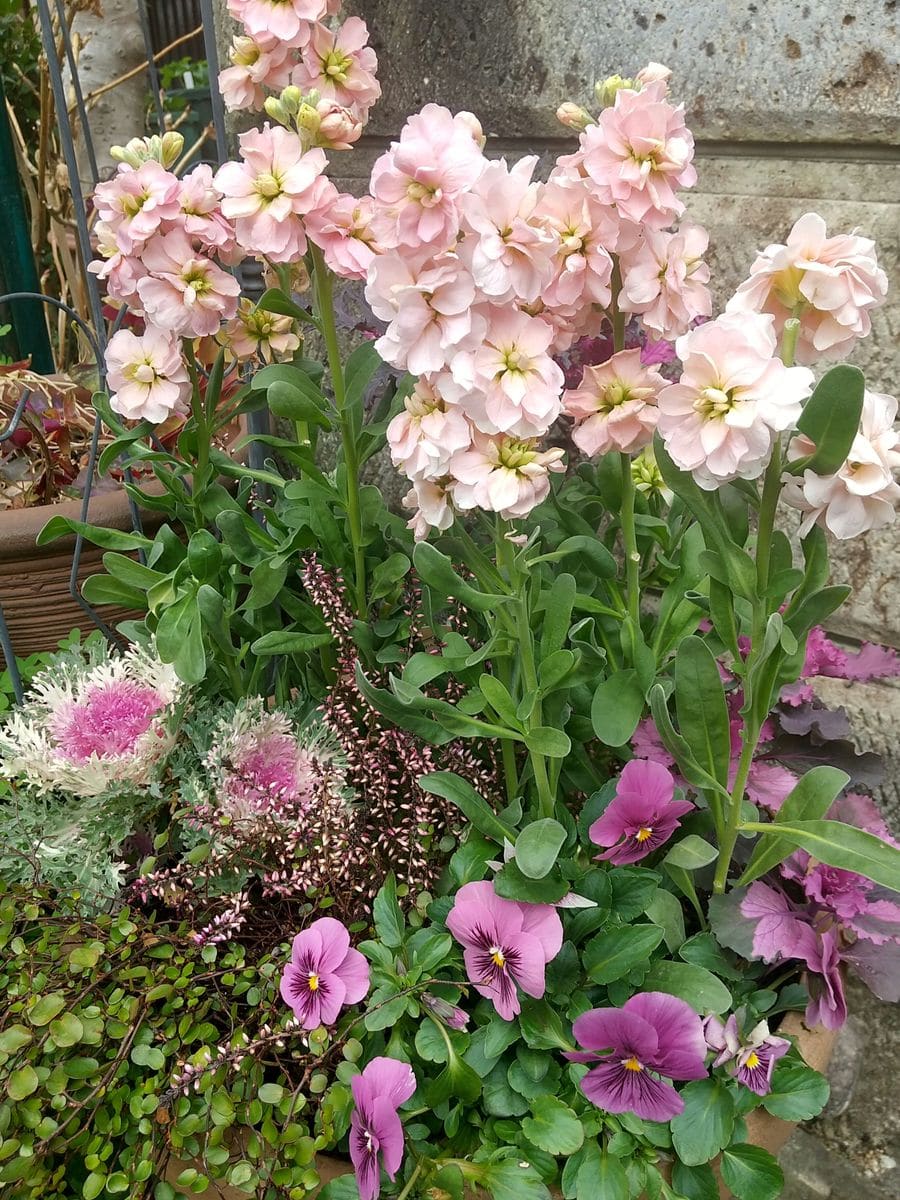 寄せ植えが、充実してきました🎶