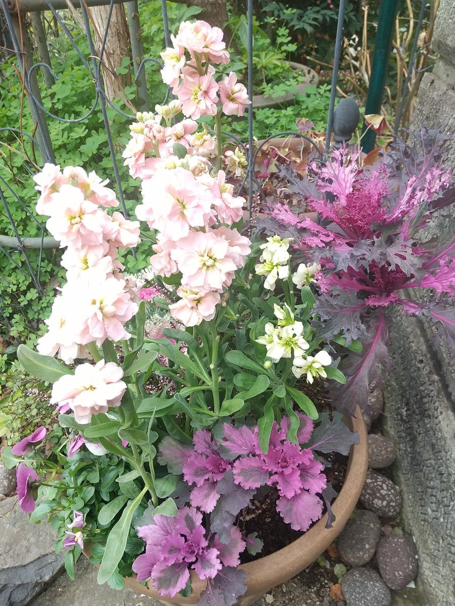 寄せ植えが、充実してきました🎶