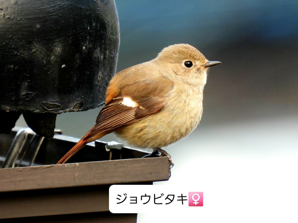 つぶらな瞳のジョウビタキさん 😋