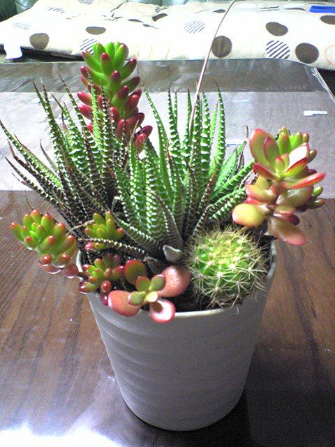 多肉の寄せ植えゲット！