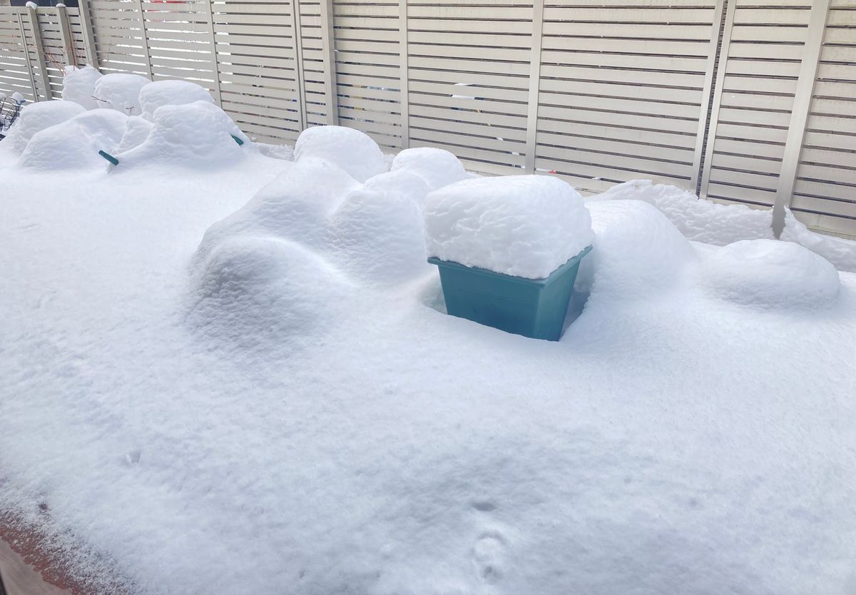 雪のかくれんぼ