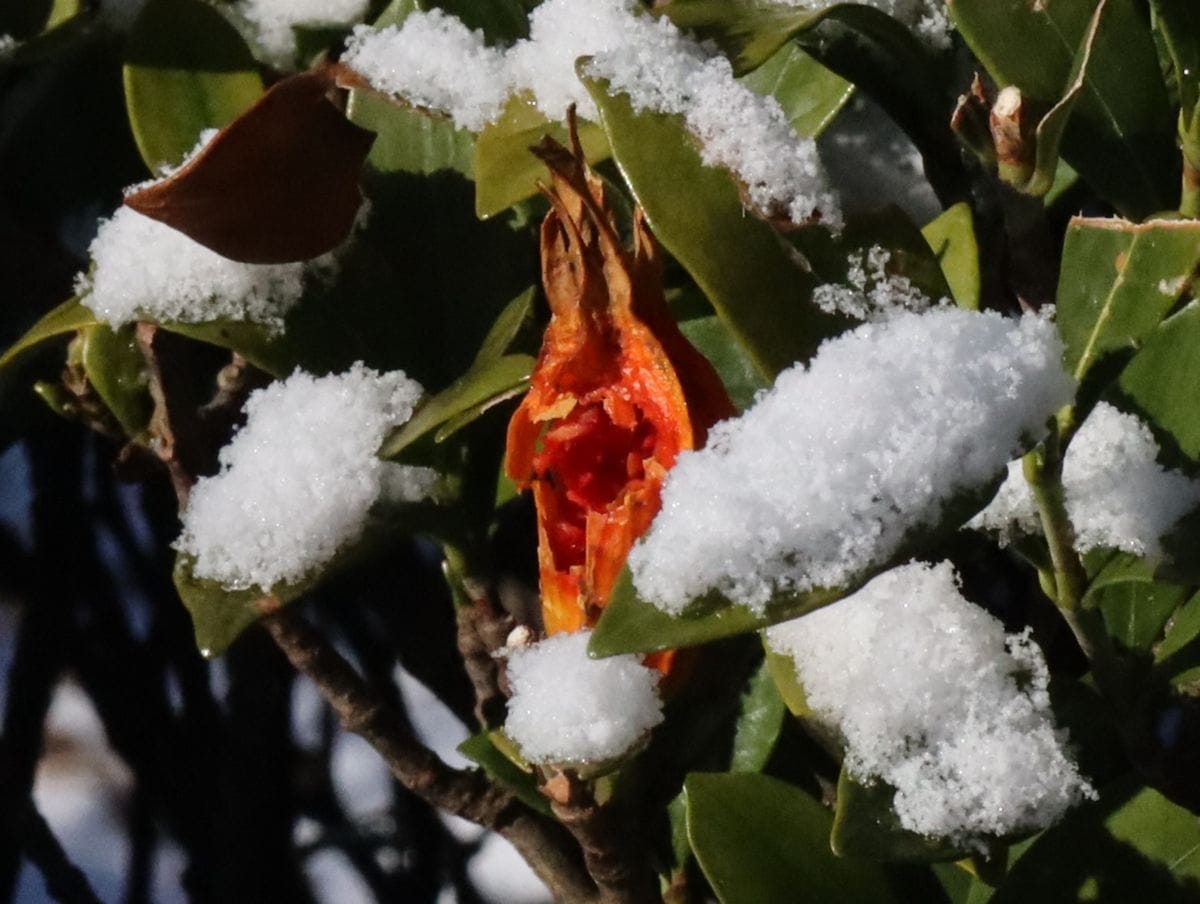 雪の朝