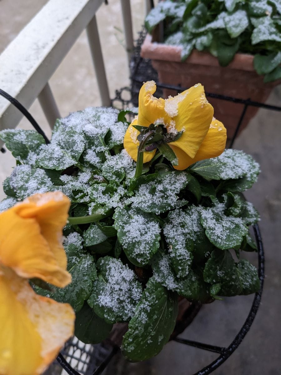 雪が降り始めました❄