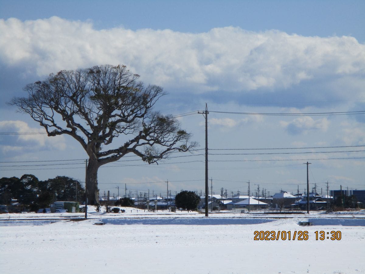 今朝の様子（大楠が見える風景）