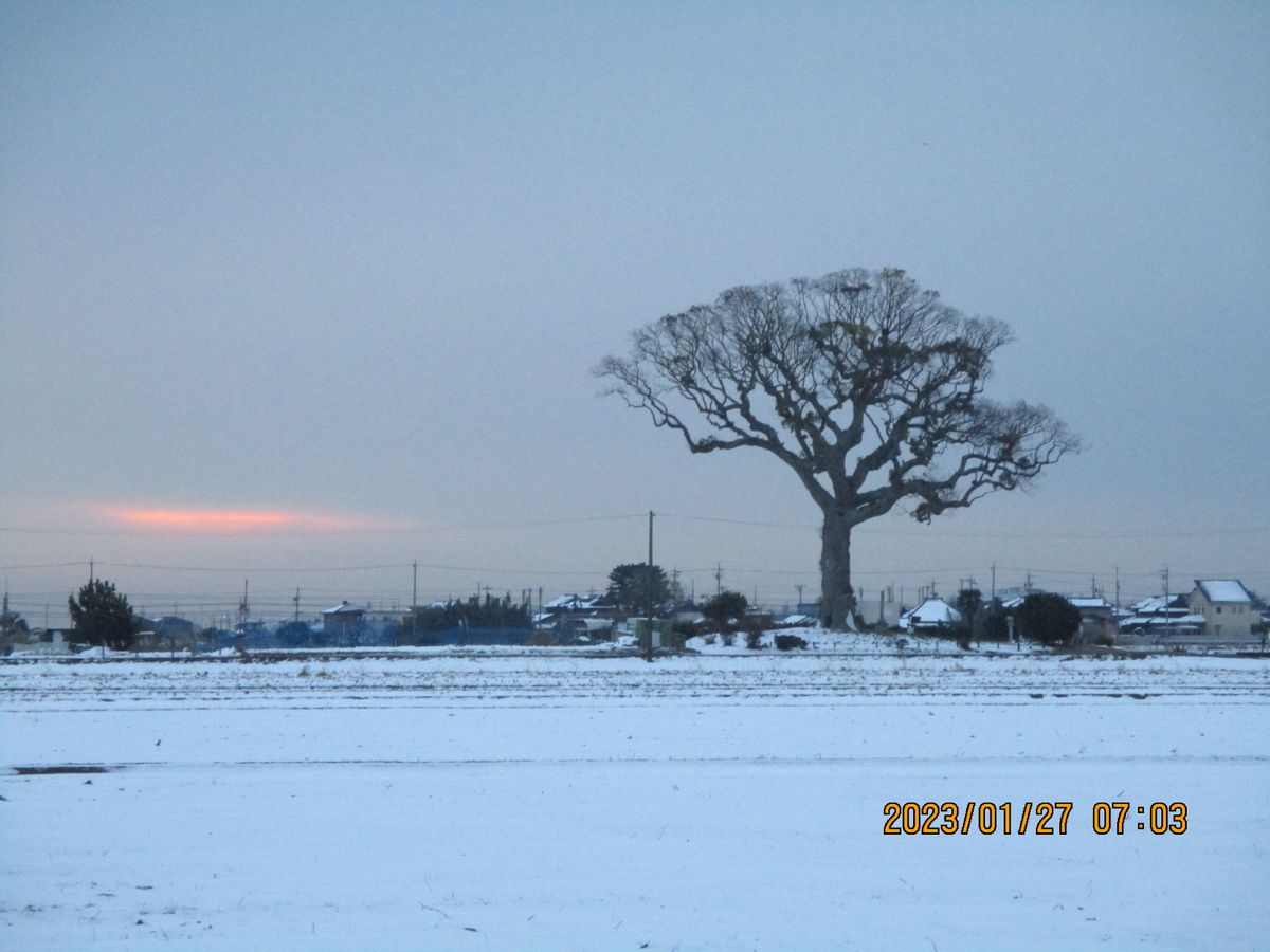 今朝の様子（大楠が見える風景）