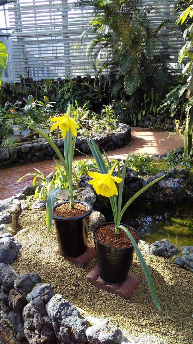 アンデスの秘宝の花を見に行く