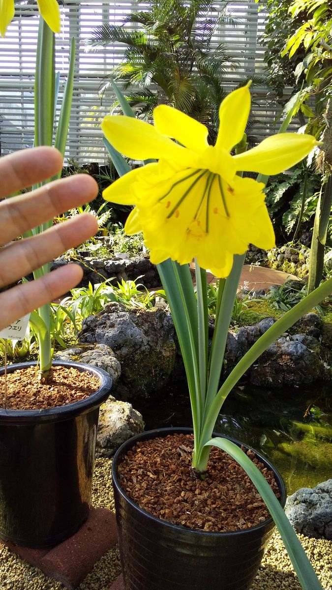 アンデスの秘宝の花を見に行く