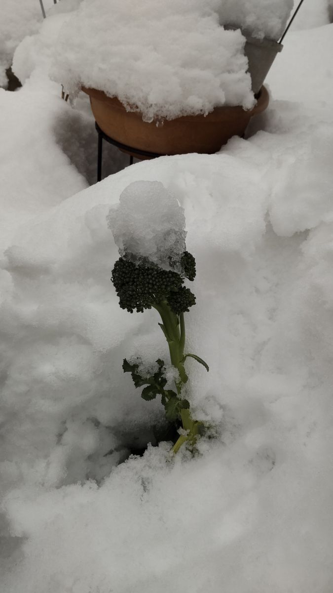 雪国では、ポジティブにしないとね。