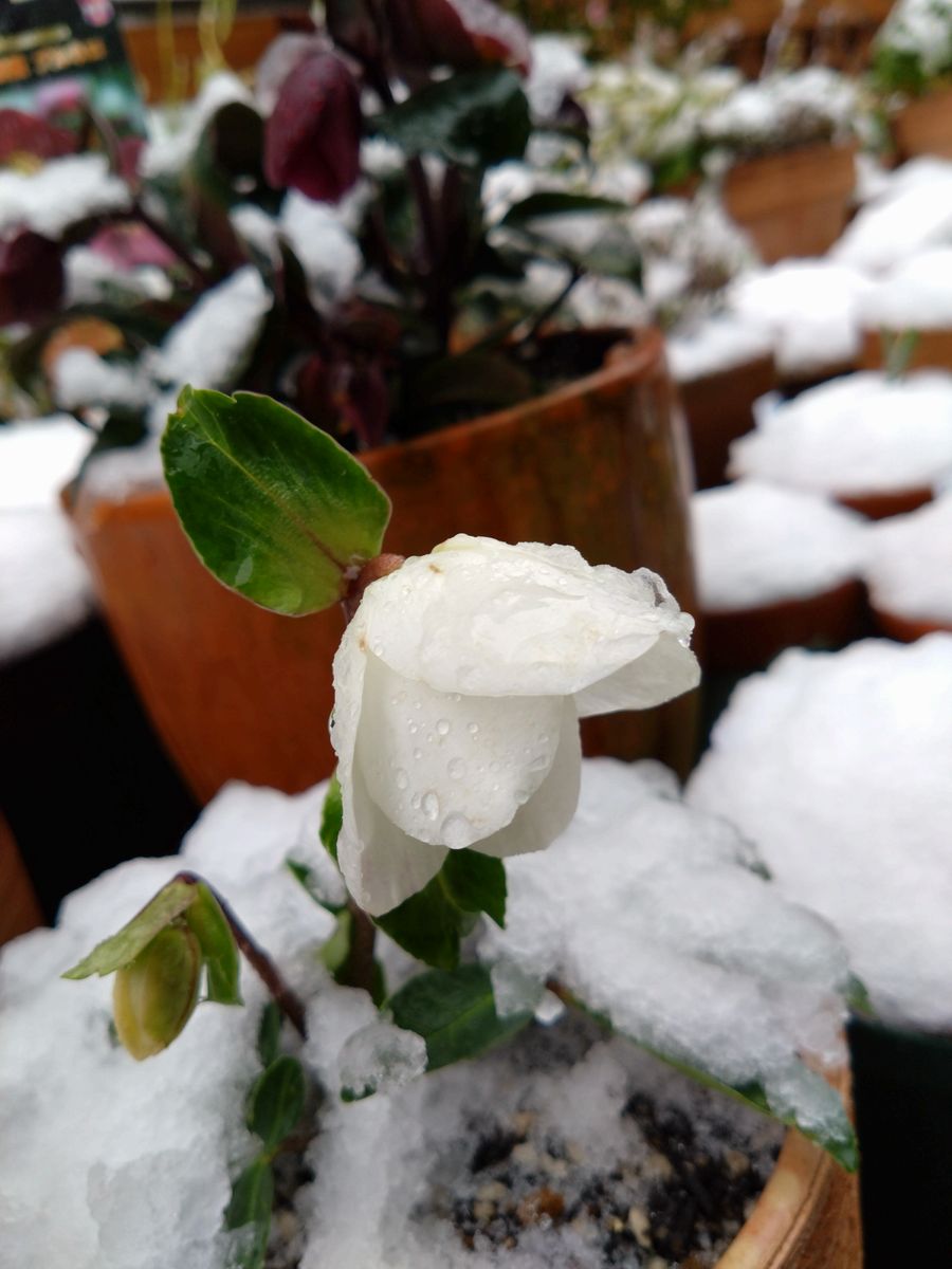 また雪…水分多め⛄　サドル？