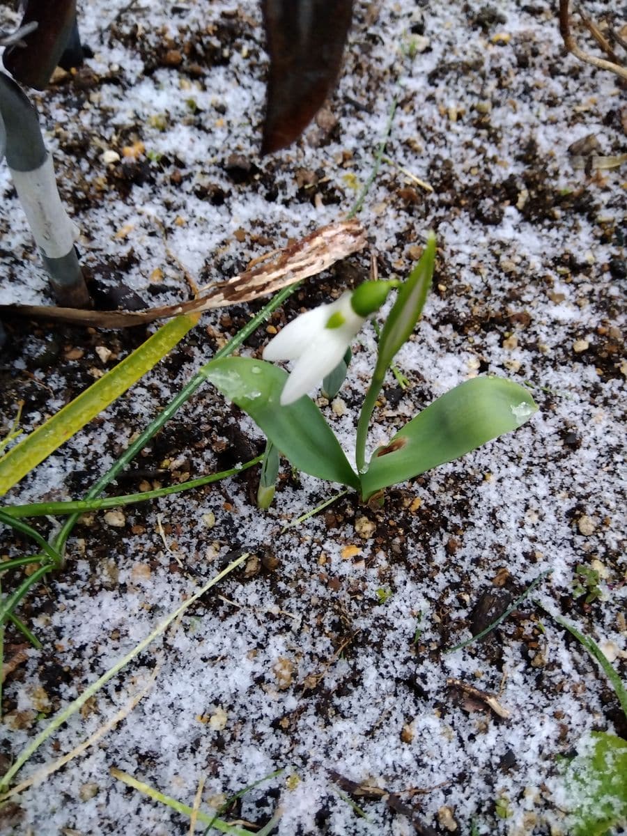 朝は積雪が・・