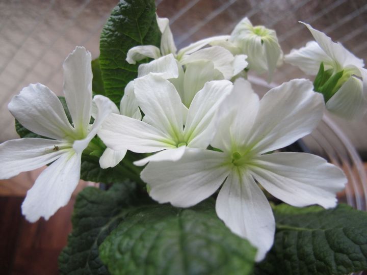 植物の安否が気になります