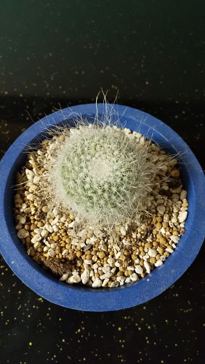 室内のお気に入り植物💖