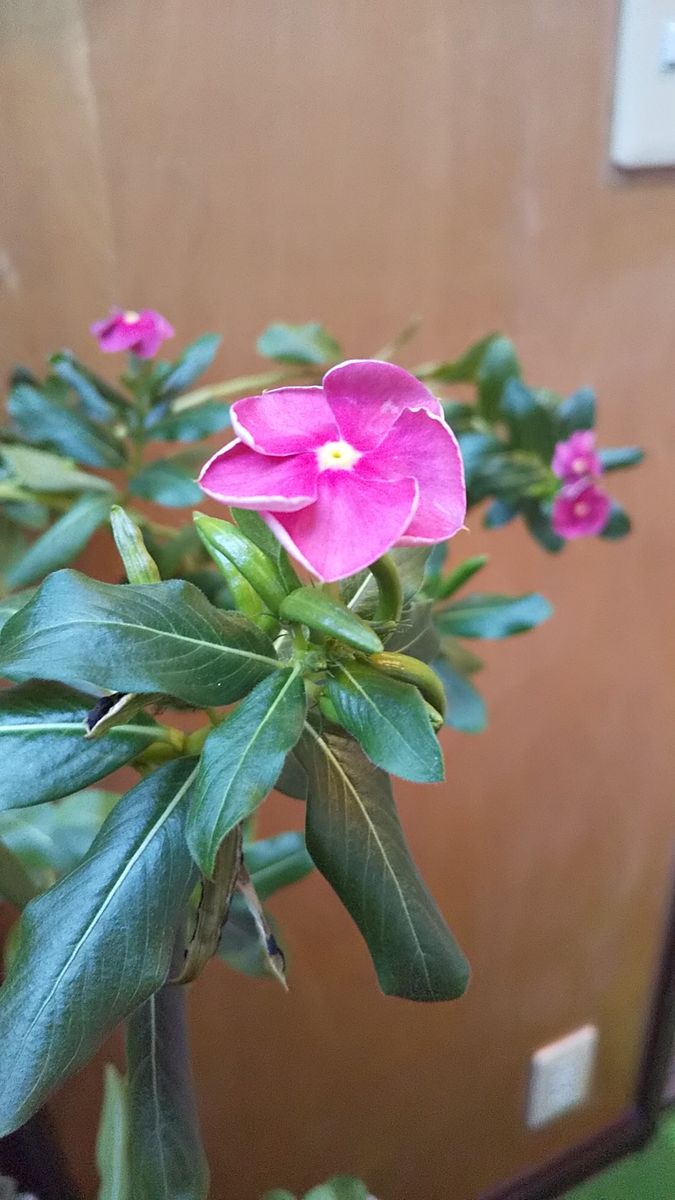 室内のお気に入り植物💖