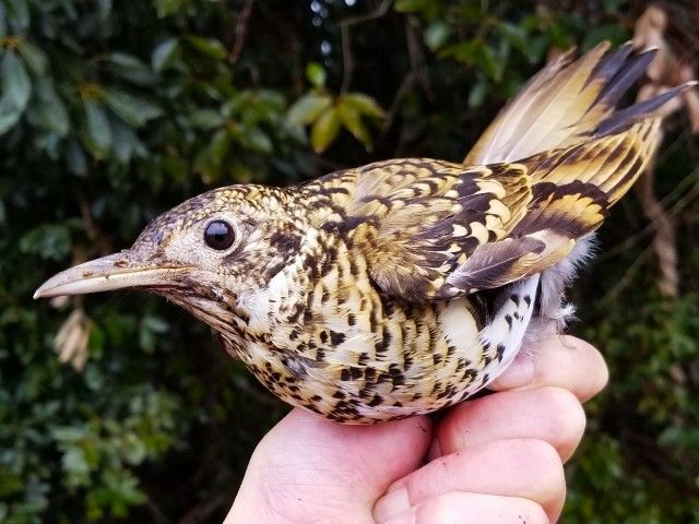 鵺の鳴く夜は恐ろしい