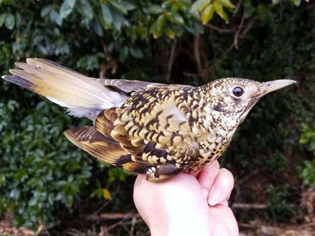 鵺の鳴く夜は恐ろしい