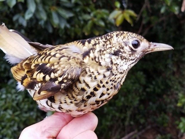 鵺の鳴く夜は恐ろしい