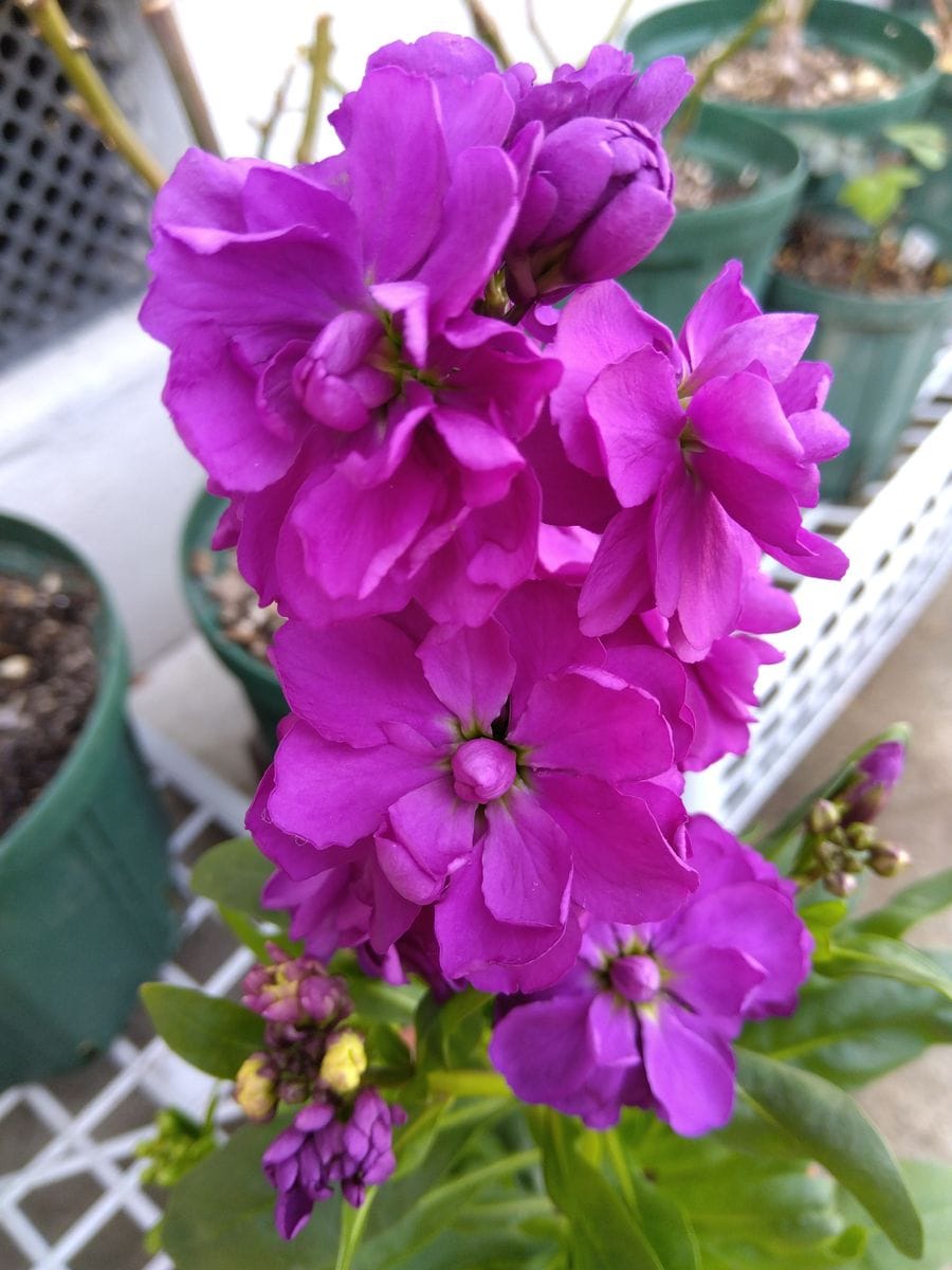 お花はまだ雪の下だから・・23日に撮った写真