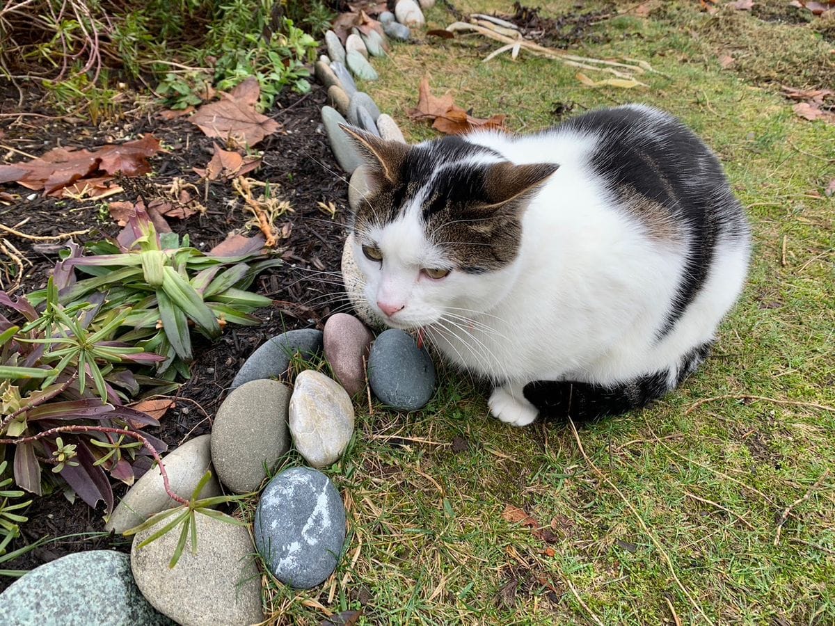 鉢植え椿が、、