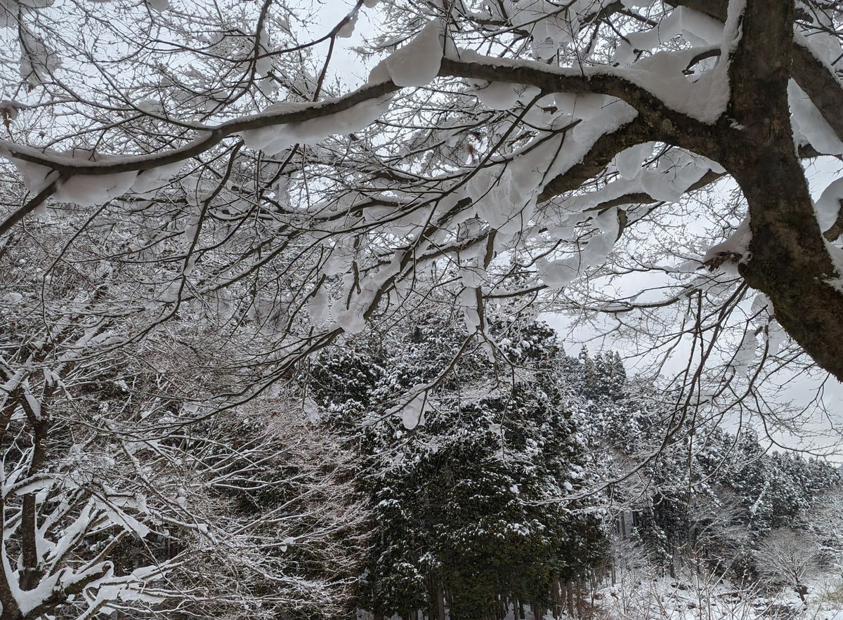 降り続く❄