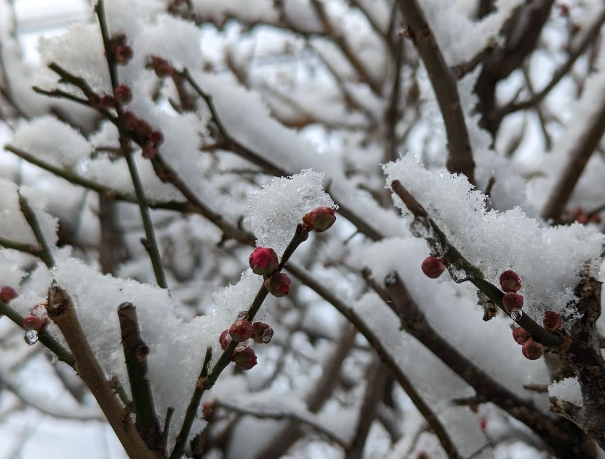 降り続く❄