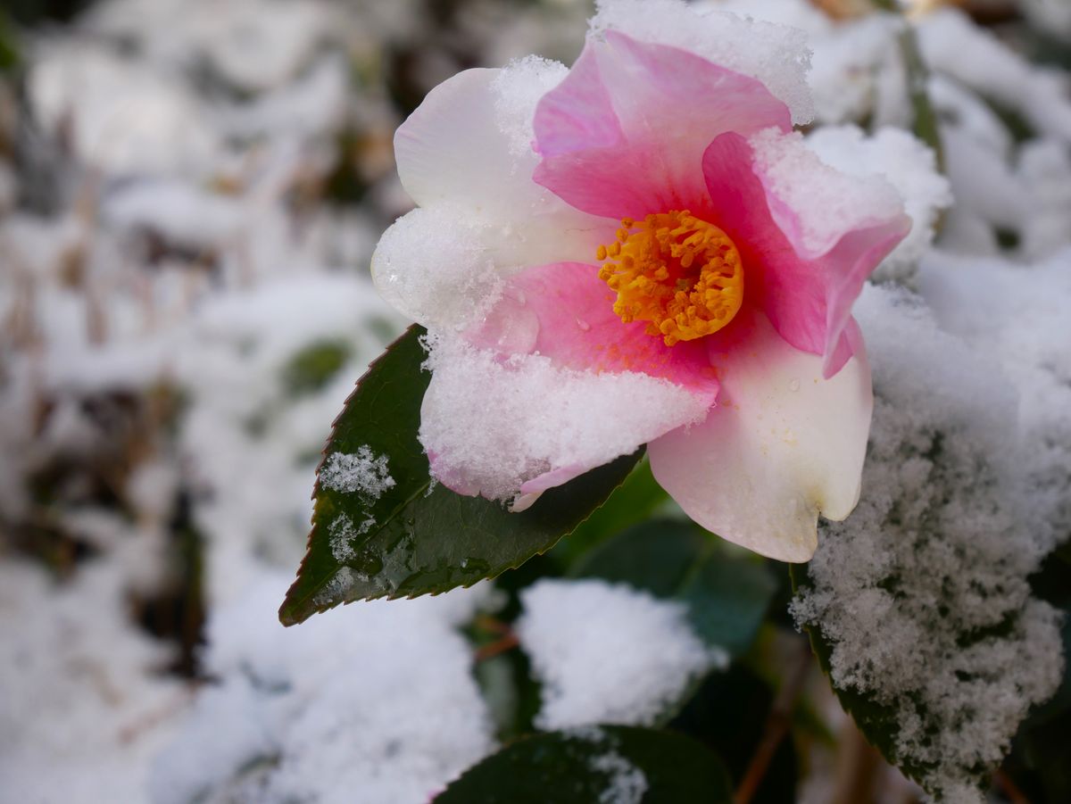 雪の朝❄