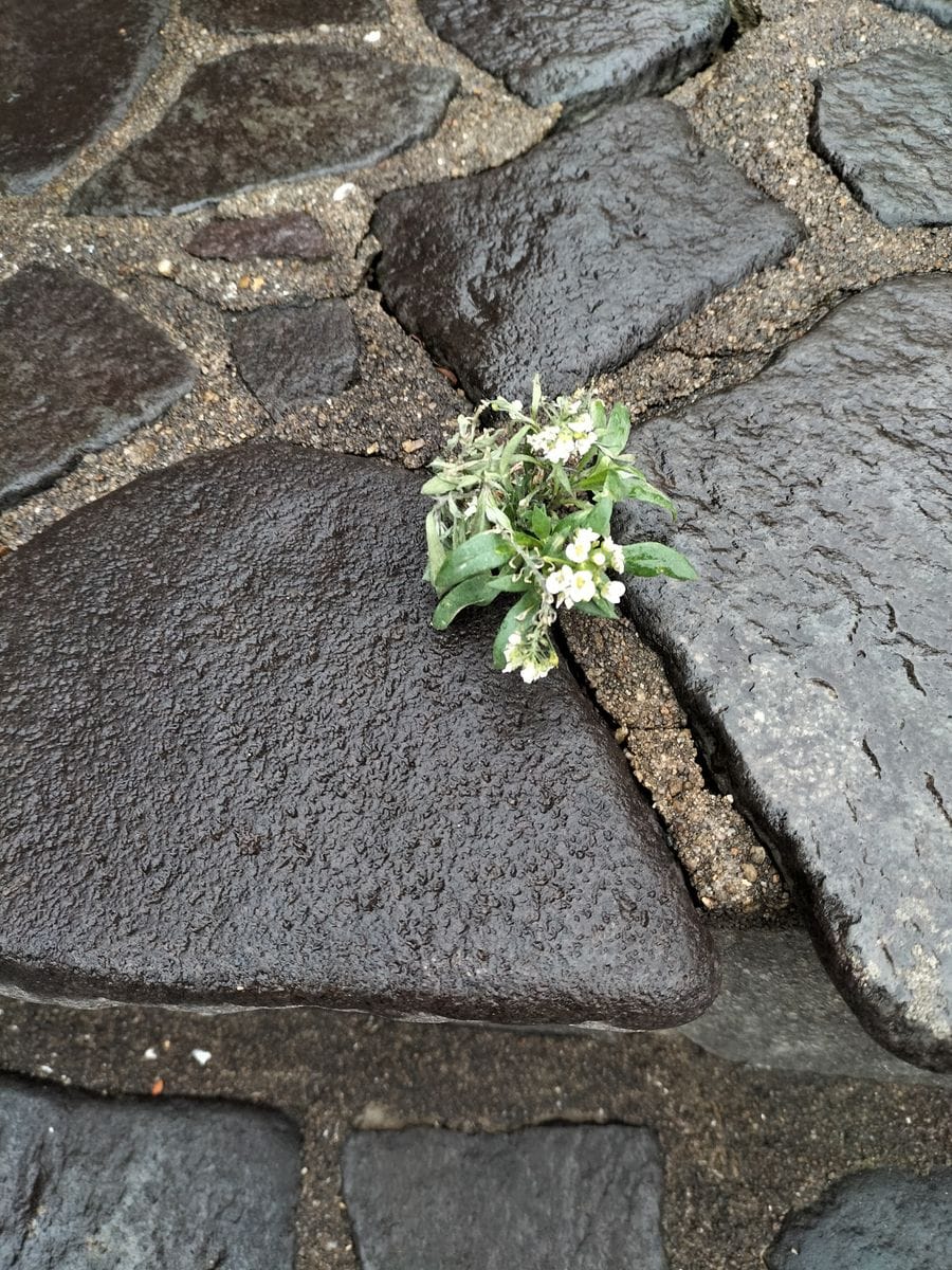 散歩道で見かけた花！