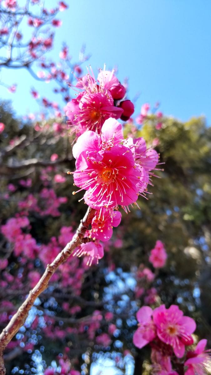 大船フラワーセンターの梅①