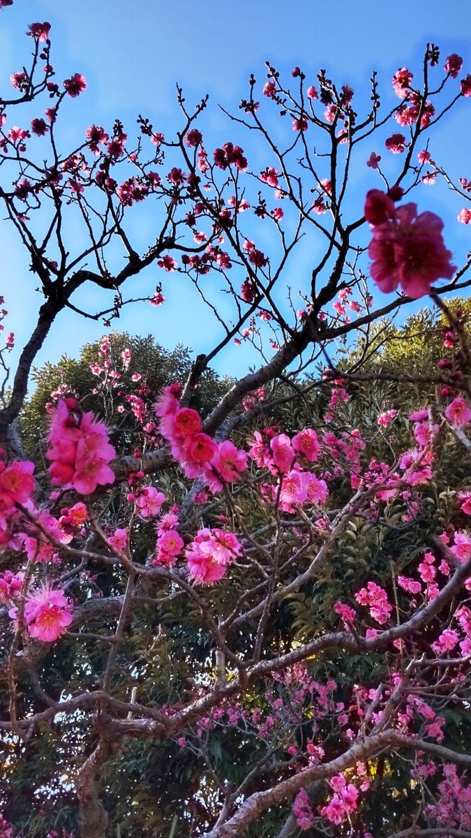 大船フラワーセンターの梅①