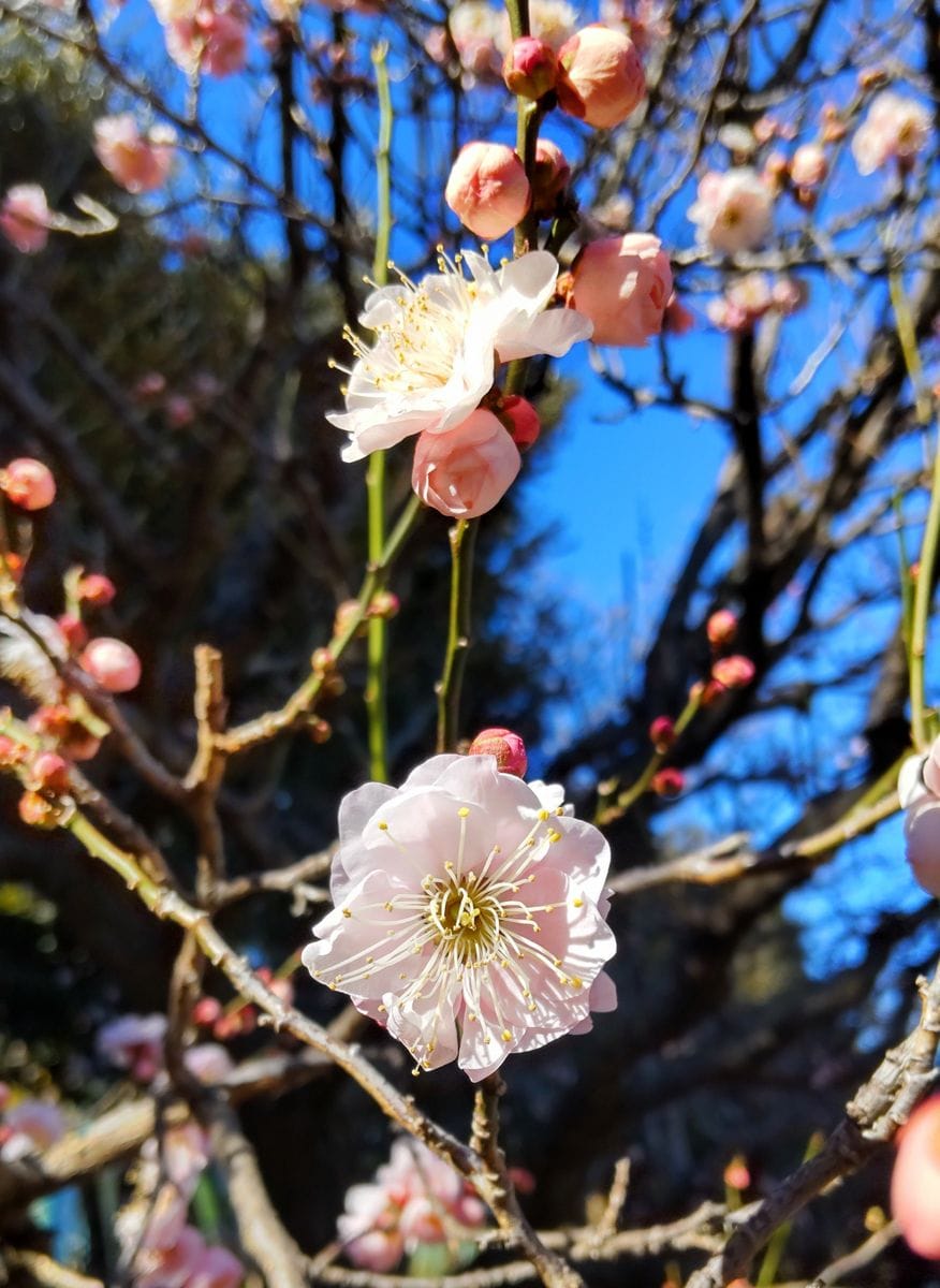 大船フラワーセンターの梅③