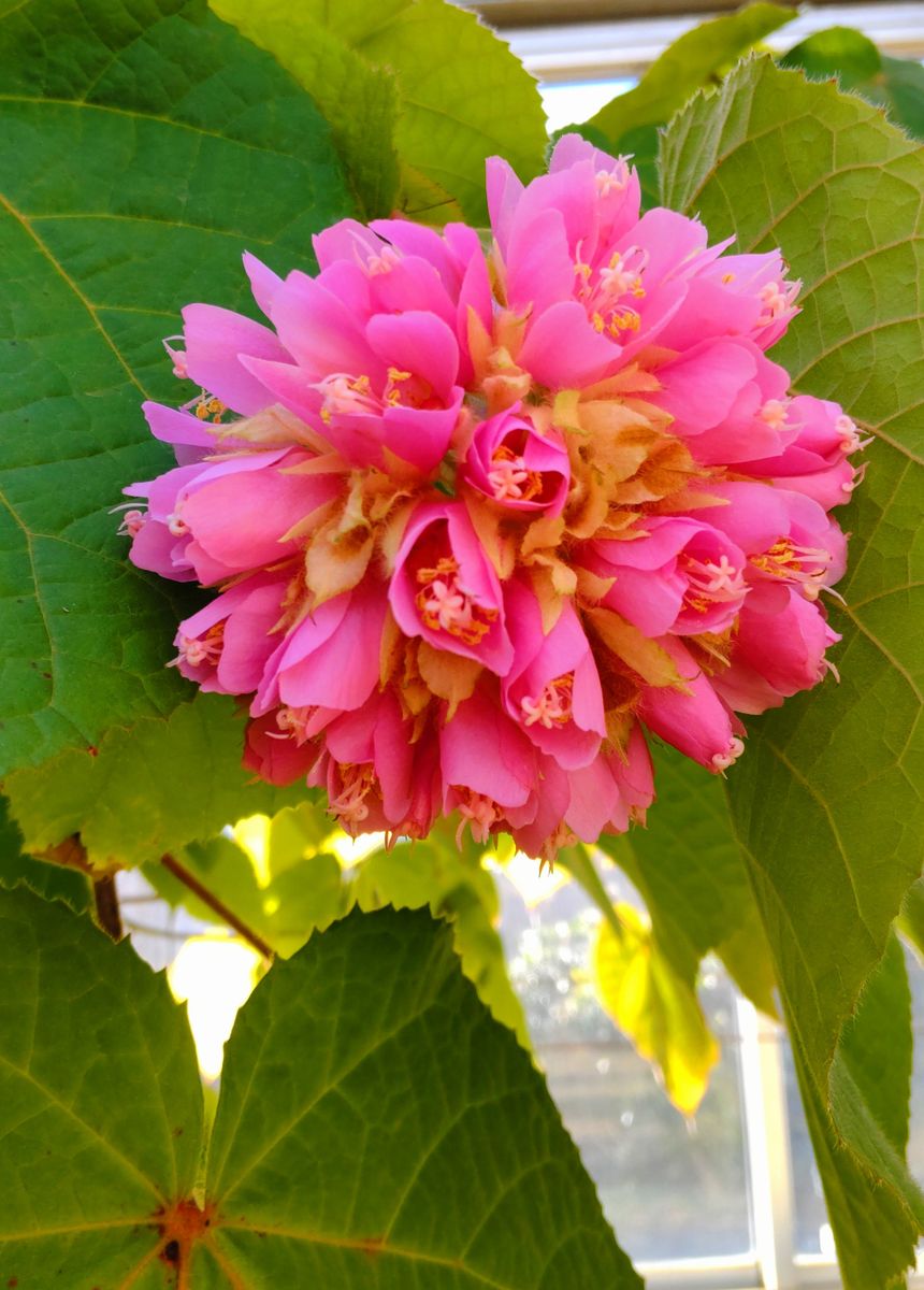 大船フラワーセンターグリーンハウスの植物①