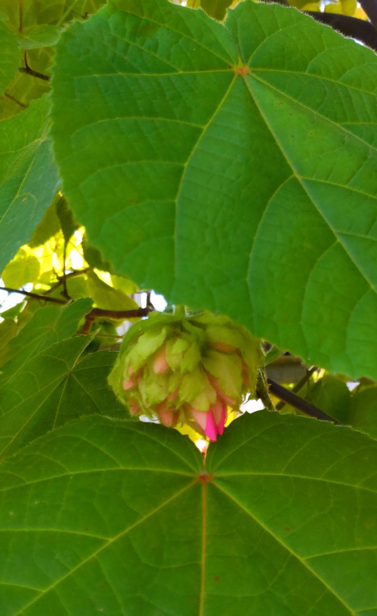 大船フラワーセンターグリーンハウスの植物①