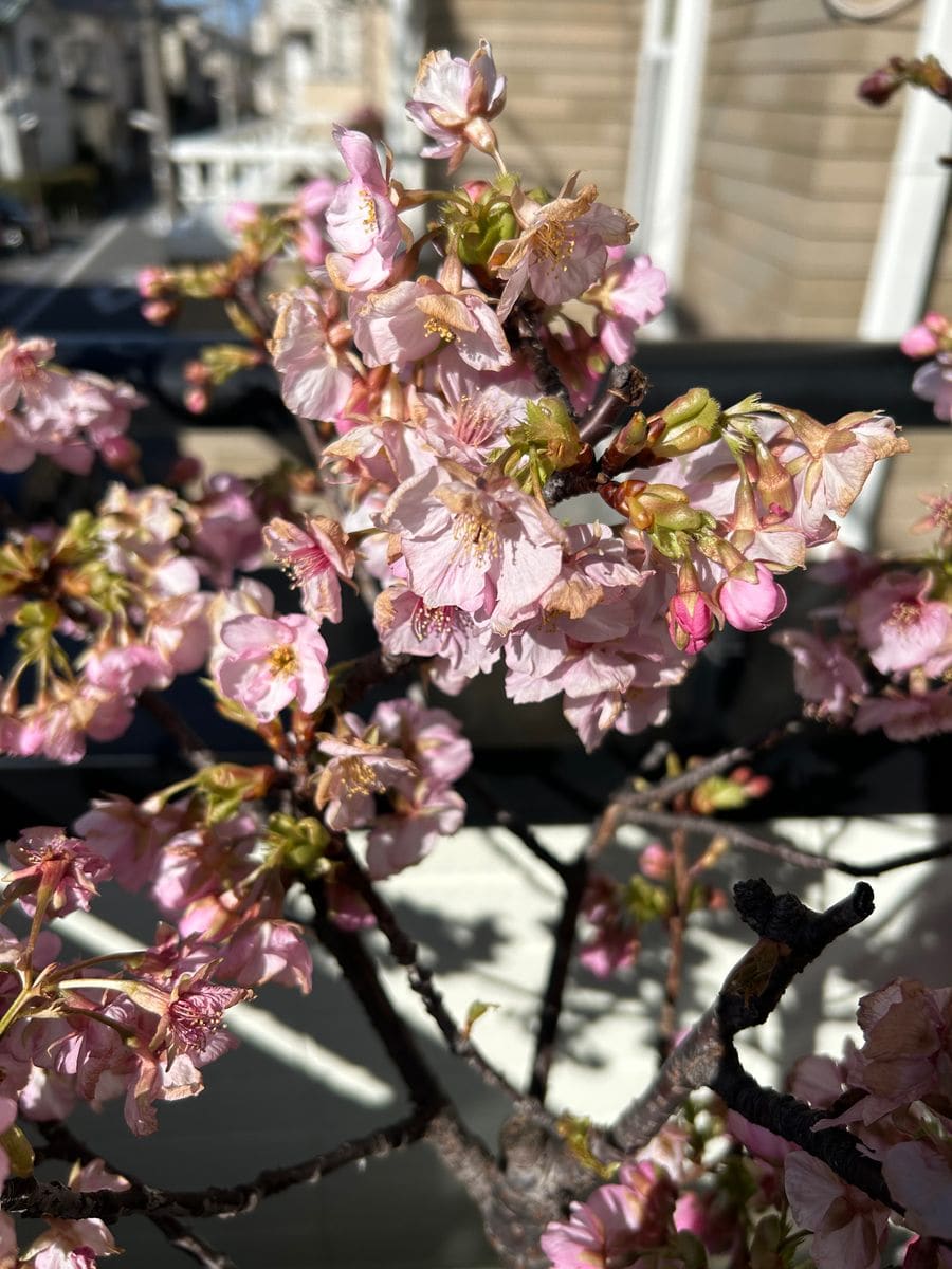 今年咲いた桜も散り始める