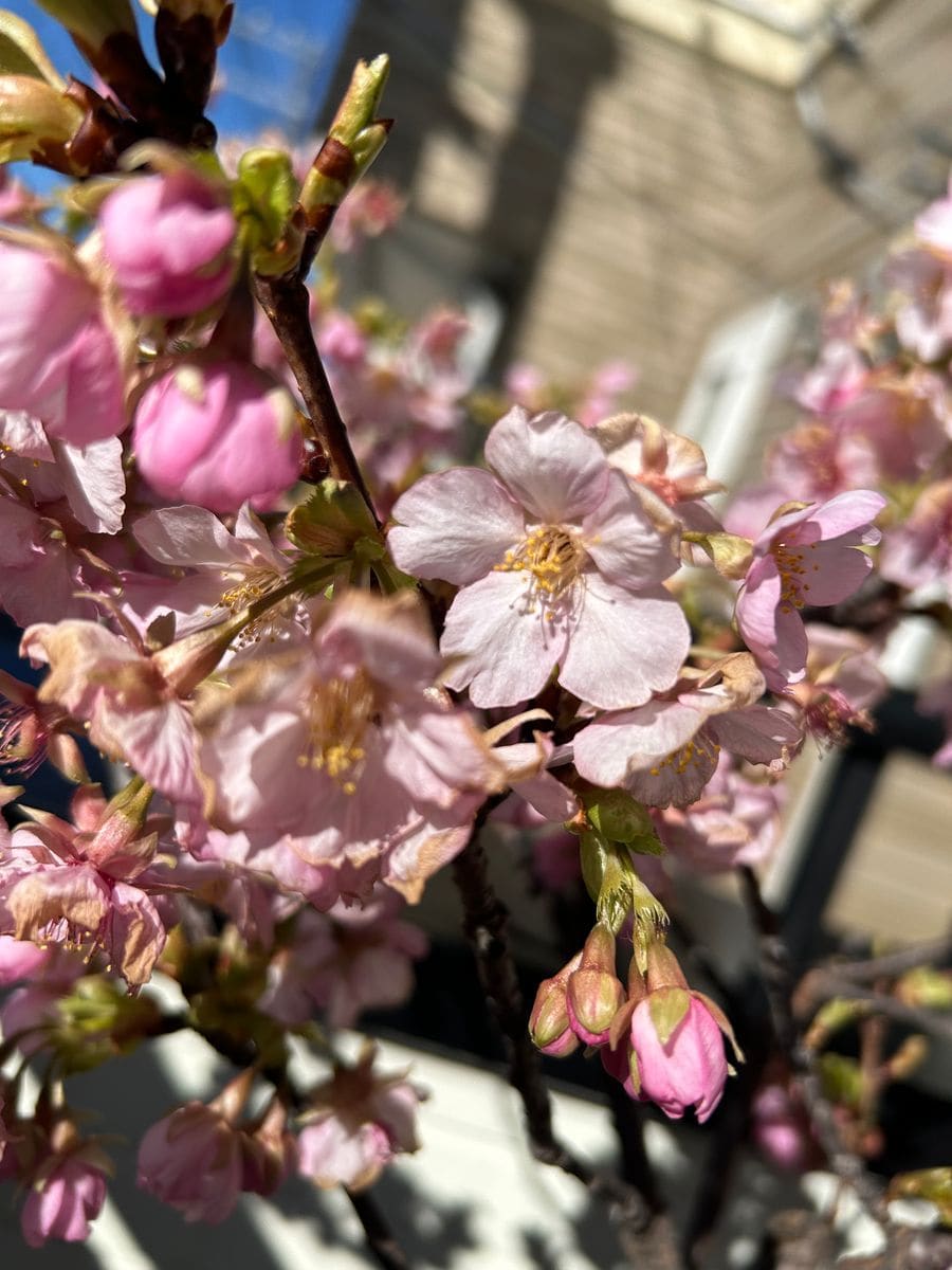 今年咲いた桜も散り始める