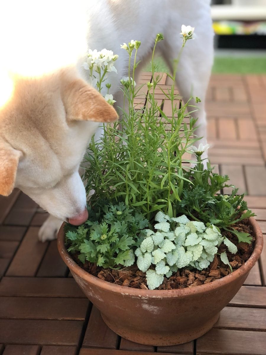 早く大きくな〜れ！🐕♪