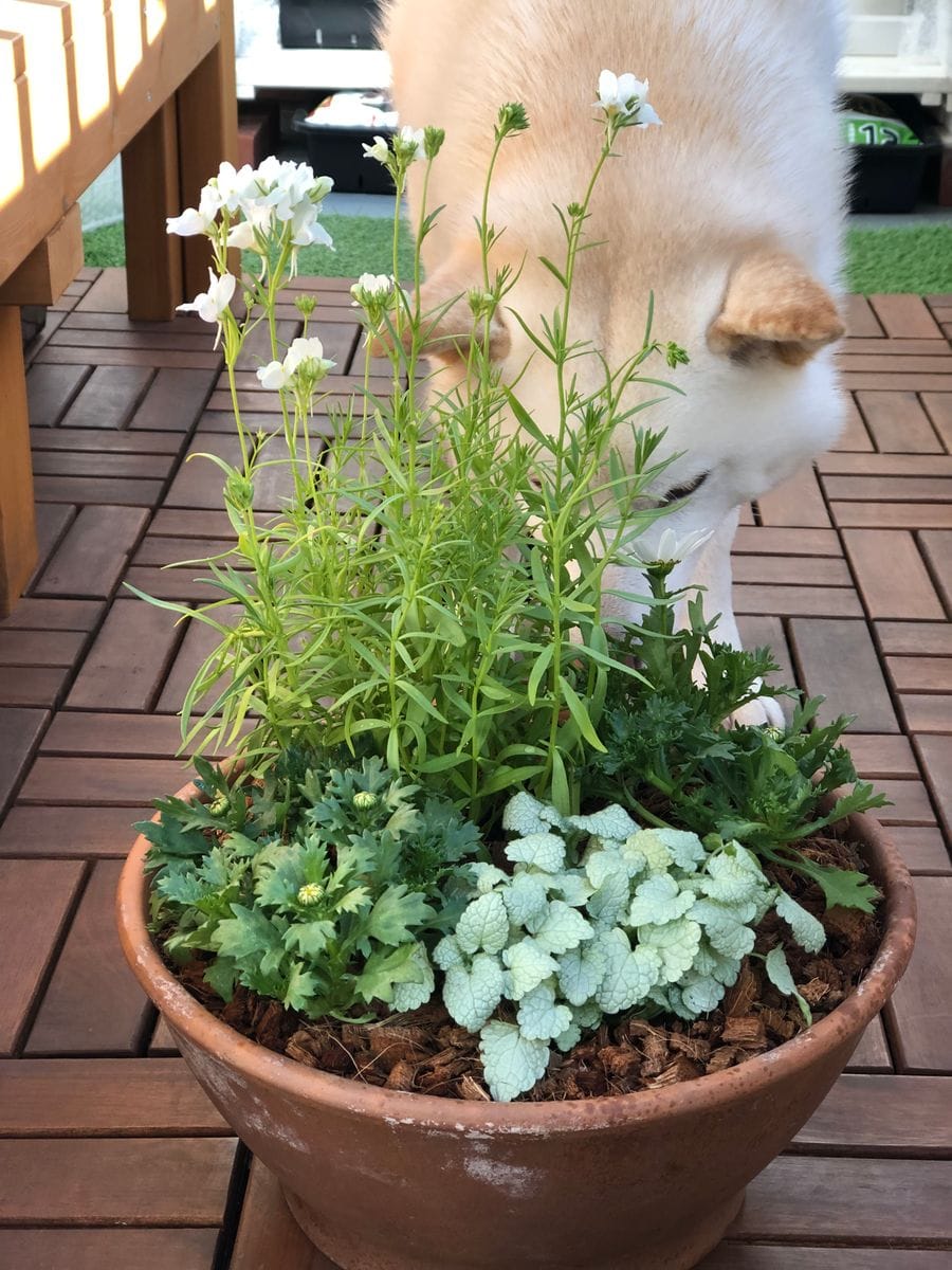 早く大きくな〜れ！🐕♪