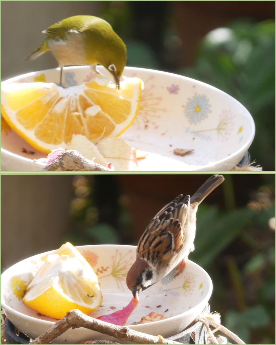 鳥さんにも味覚はあるの？