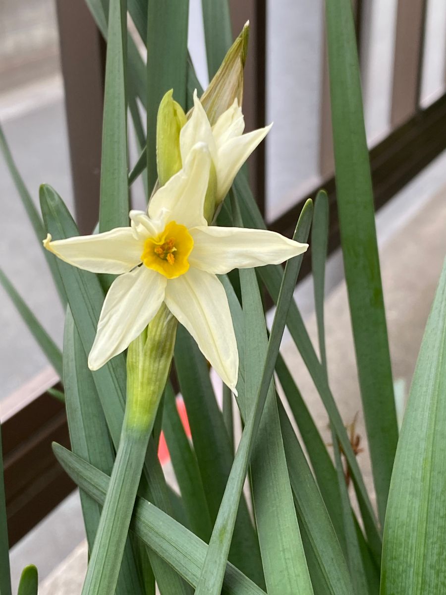 下向きの花