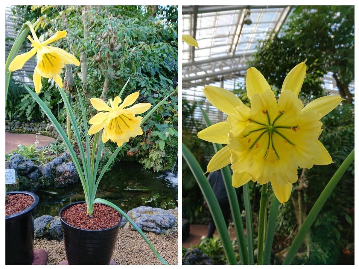 曇り空☁️がつづきます  〜京都府立植物園  観覧温室の植物たち ２🌺〜