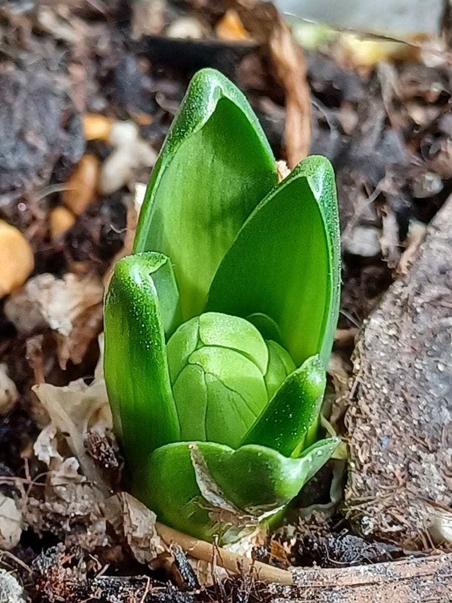 なんかの芽が春を待ってる