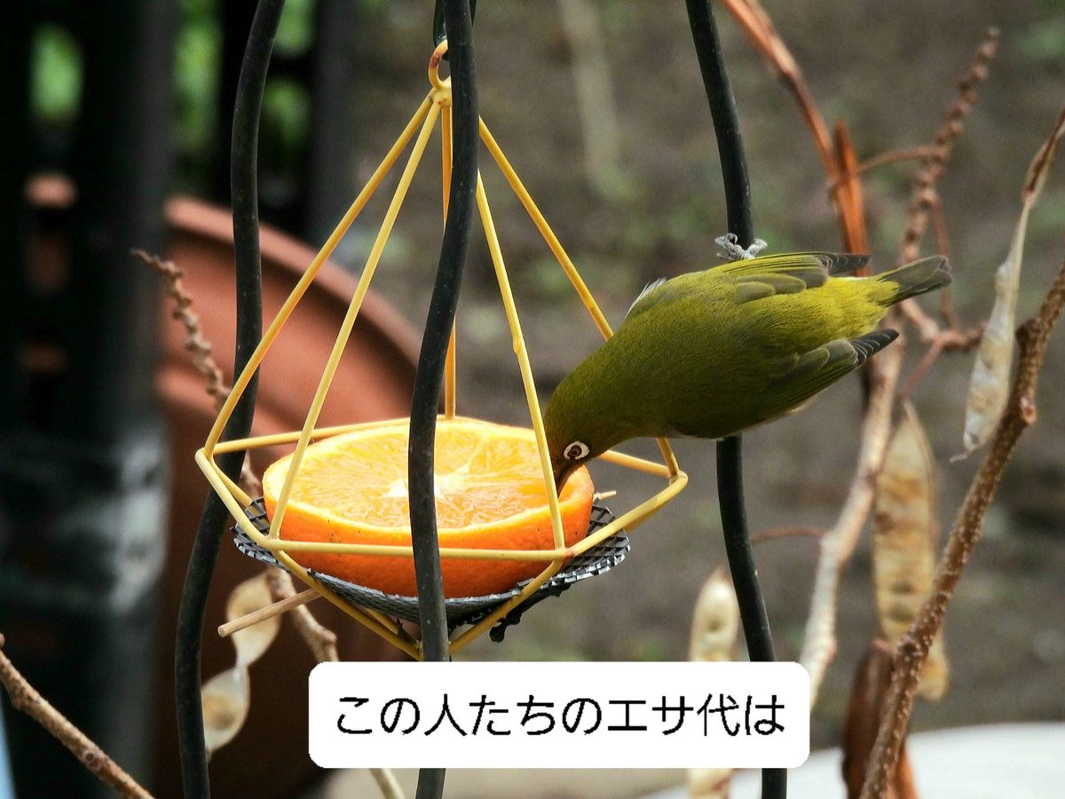 悲鳴をあげています😨💦